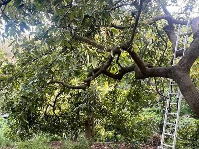 Terreno en Venta en Ojén