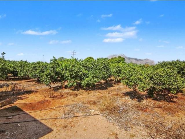 Terreno en Venta en Ondara