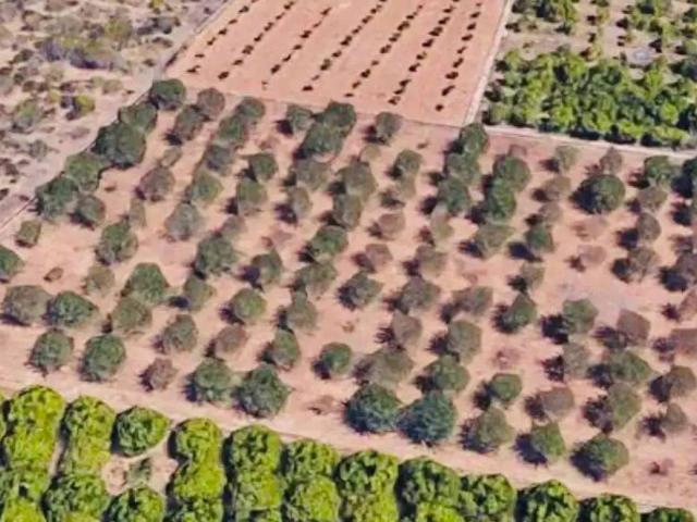 Terreno en Venta en Ondara