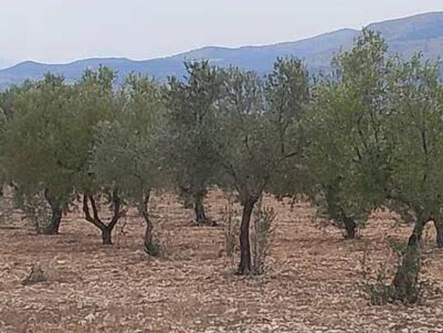 Terreno en Venta en Onil