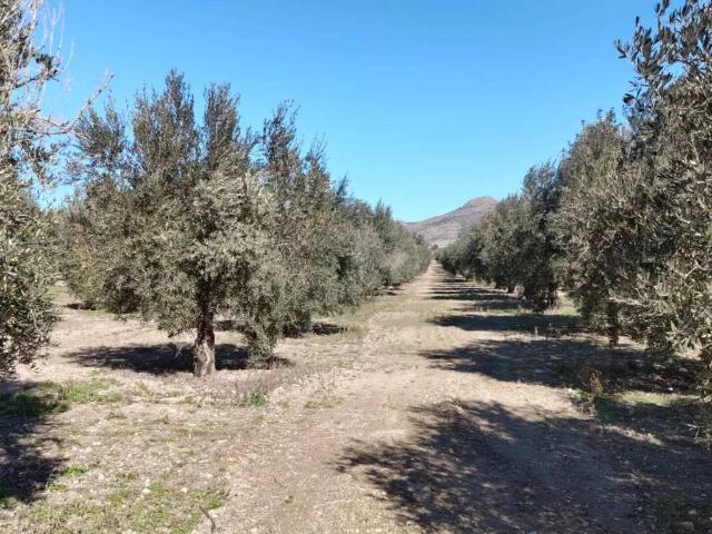 Terreno en Venta en Oria