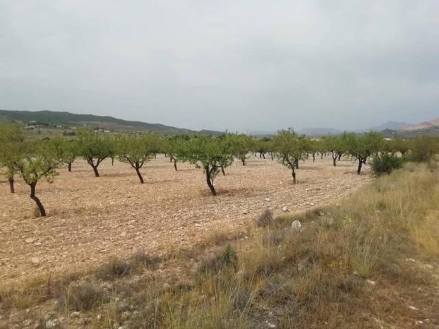 Terreno en Venta en Orihuela