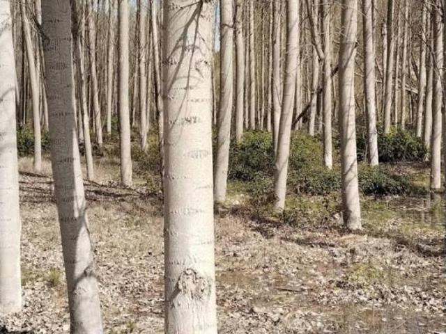 Terreno en Venta en Atarfe