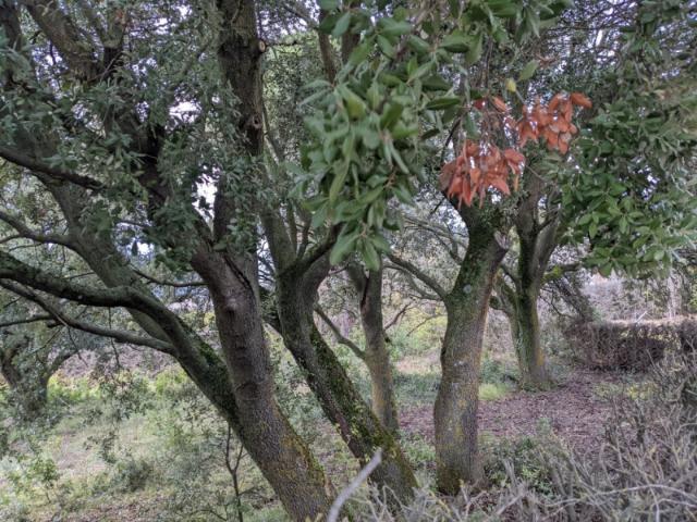 Terreno en venta en Ayegui, Irache