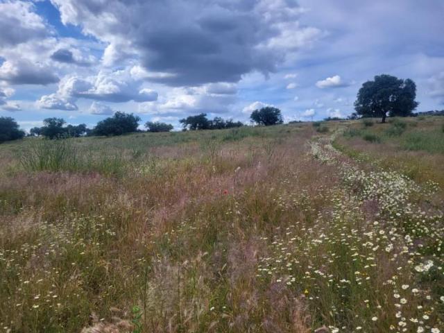 Terreno en venta en Azuaga, Azuaga