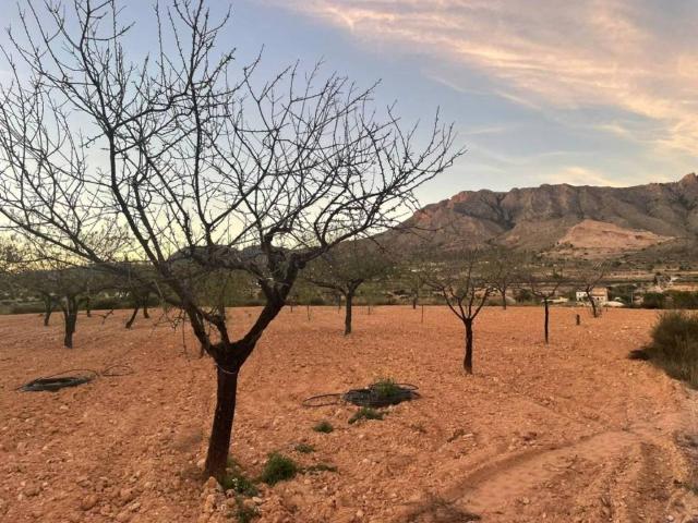Terreno en Venta en Abanilla