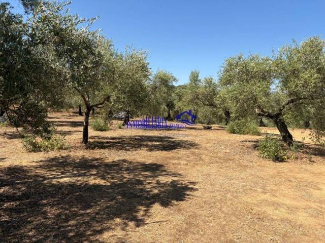 Terreno en Venta en Adamuz