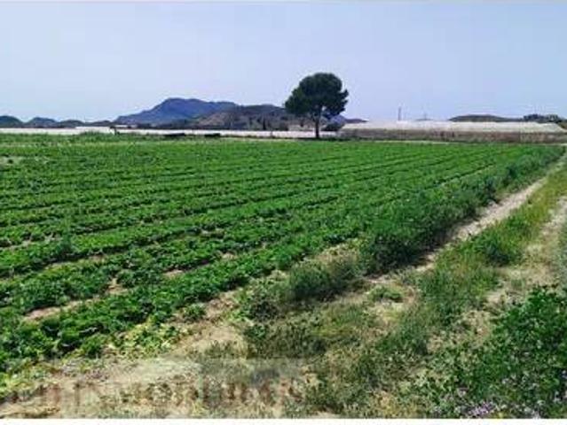 Terreno en Venta en Agost