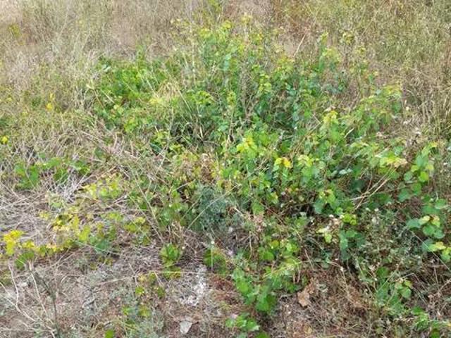Terreno en Venta en Aiguamúrcia