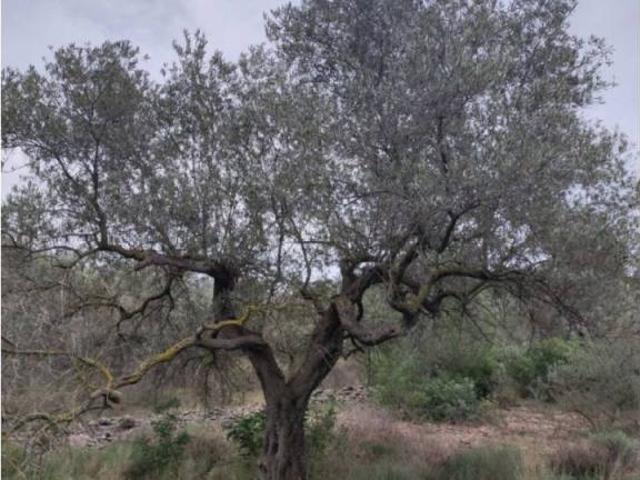 Terreno en Venta en Alcanar