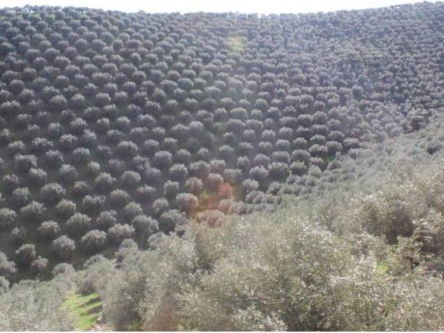 Terreno en Venta en Alcaracejos