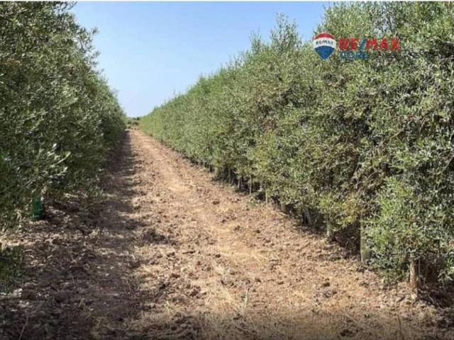 Terreno en Venta en Alange