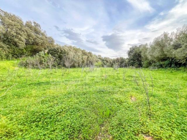 Terreno en Venta en Alaior