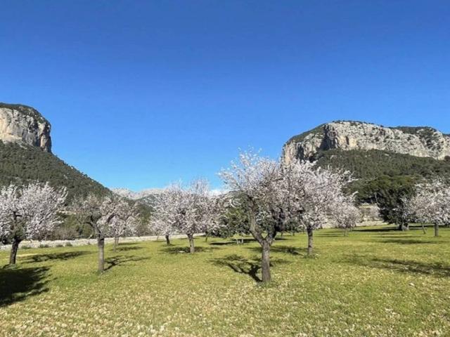 Terreno en Venta en Alaró