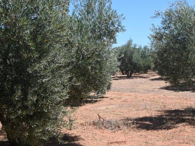 Terreno en venta en Albolote, Pantano de cubillas