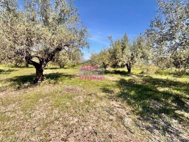 Terreno en Venta en Albaida
