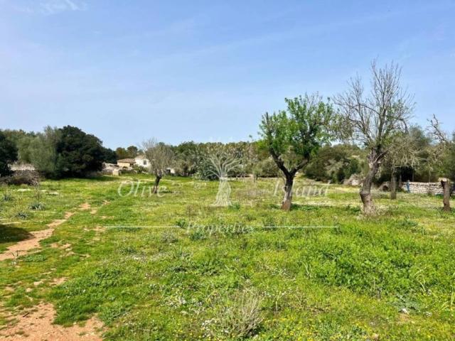 Terreno en Venta en Algaida