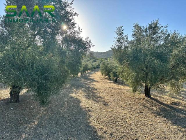 Terreno en Venta en Algarinejo