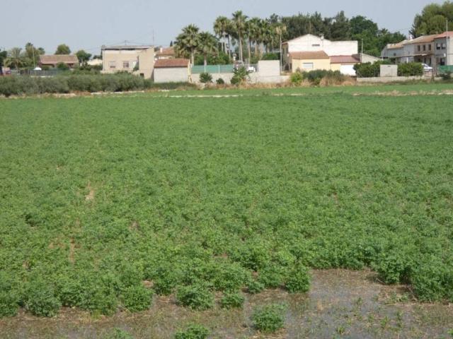 Terreno en Venta en Alguazas