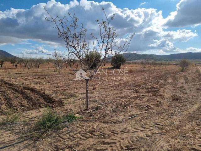 Terreno en Venta en Algueña