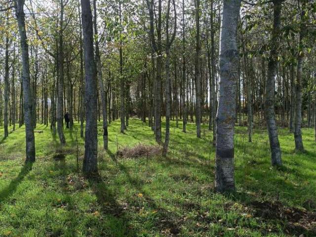 Terreno en venta en Aldearrubia, Aldearrubia
