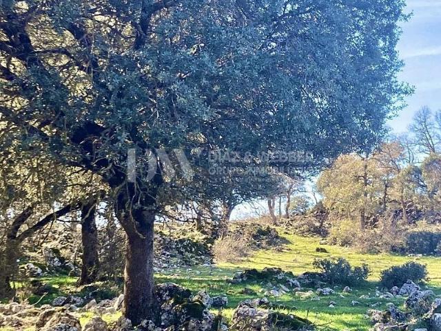 Terreno en venta en Alfarnate