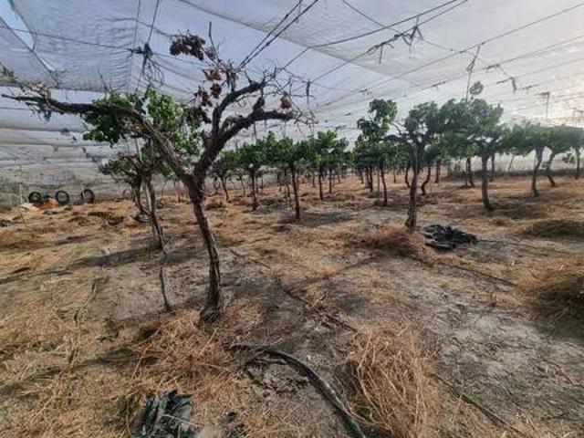 Terreno en Venta en Alhabia