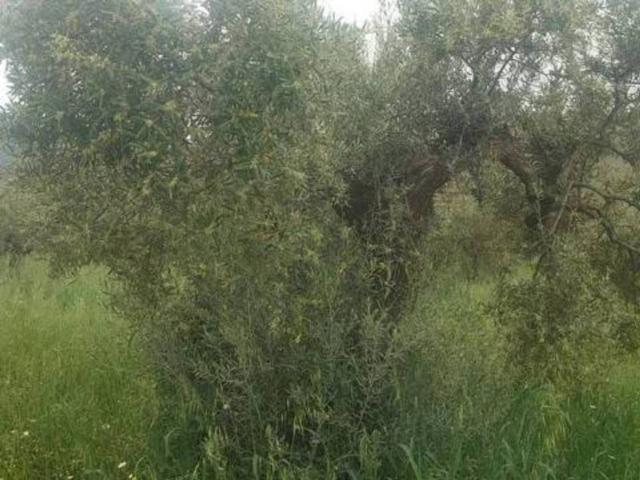 Terreno en Venta en Álora