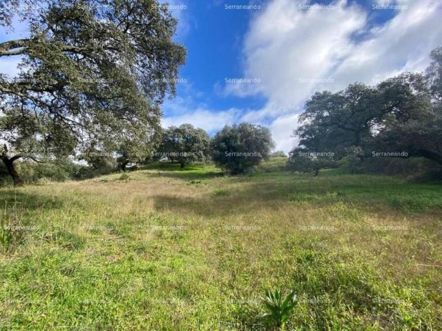 Terreno en venta en Almonaster la Real