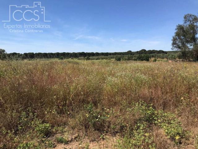 Terreno en venta en Almonte