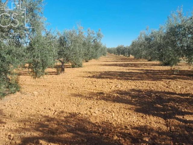 Terreno en venta en Almonte