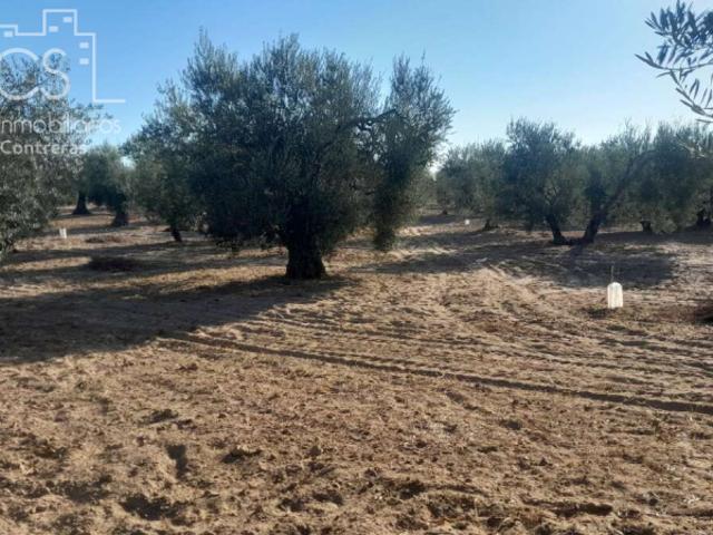 Terreno en venta en Almonte, Dehesa Del Turmal