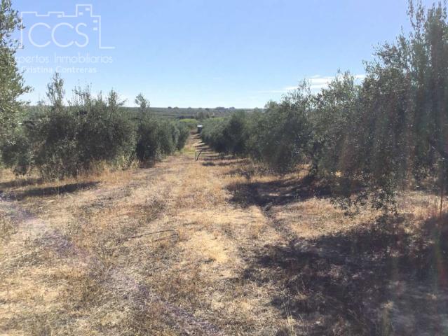 Terreno en venta en Almonte, Paraje la Verdeja