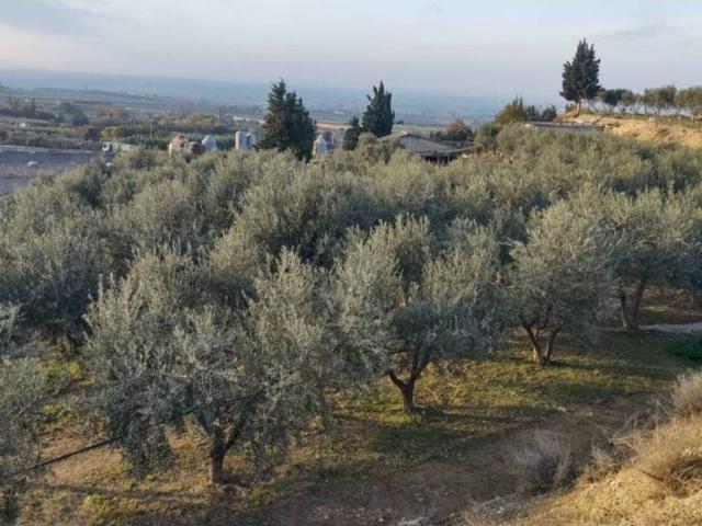 Terreno en Venta en Almacelles