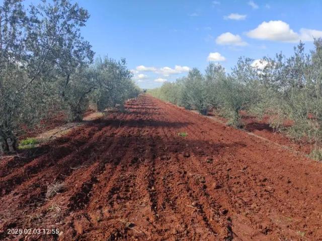 Terreno en Venta en Almendralejo