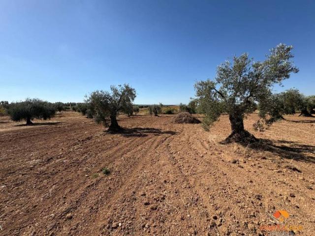 Terreno en Venta en Almendralejo