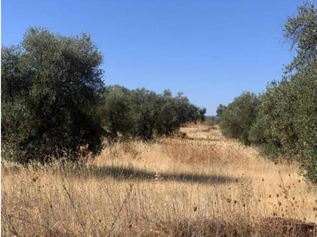 Terreno en Venta en Almendralejo