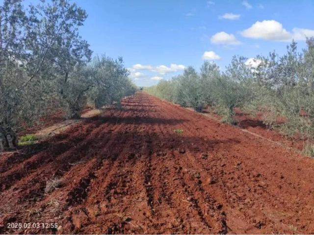 Terreno en Venta en Almendralejo
