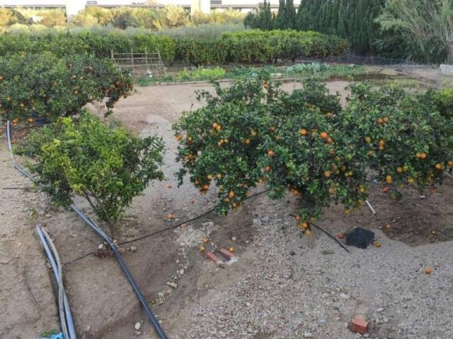 Terreno en Venta en Amposta