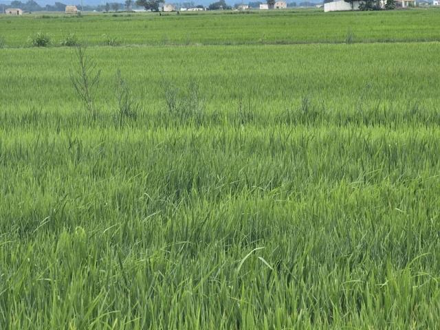 Terreno en Venta en Amposta