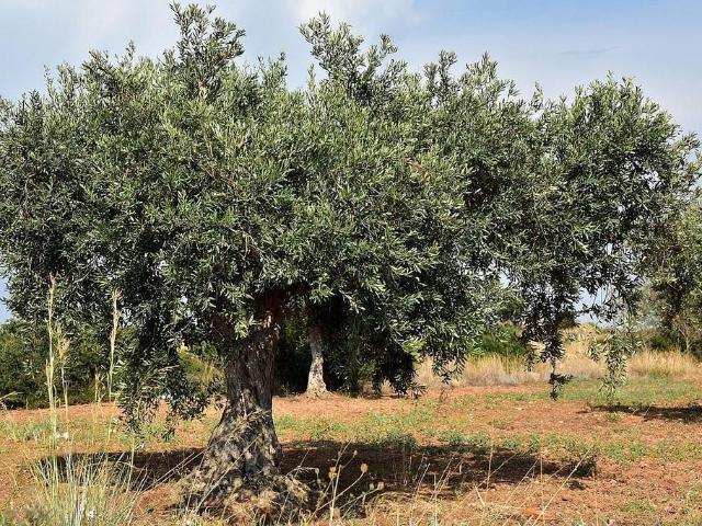 Terreno en venta en Amposta, de 12.227 m² por 25.000
