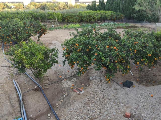 Terreno en venta en Amposta para cultivar tus plantas