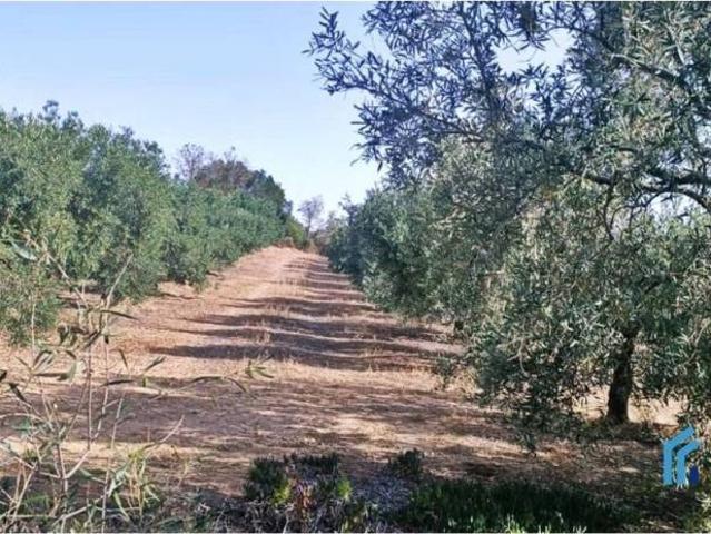 Terreno en Venta en Antequera