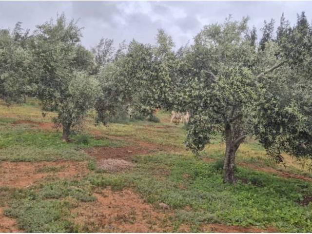 Terreno en Venta en Antigua