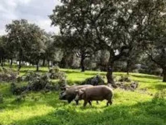 Terreno en Venta en Aracena