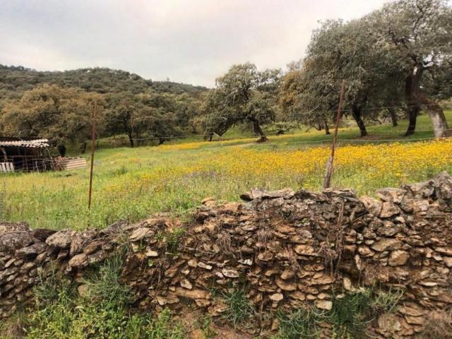 Terreno en venta en Aracena, Aracena