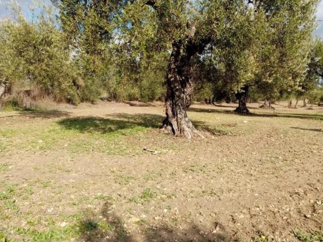 Terreno en venta en Arahal, Arahal