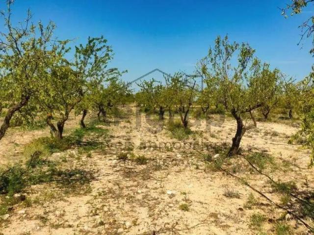 Terreno en Venta en Arbeca