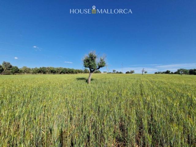 Terreno en Venta en Ariany