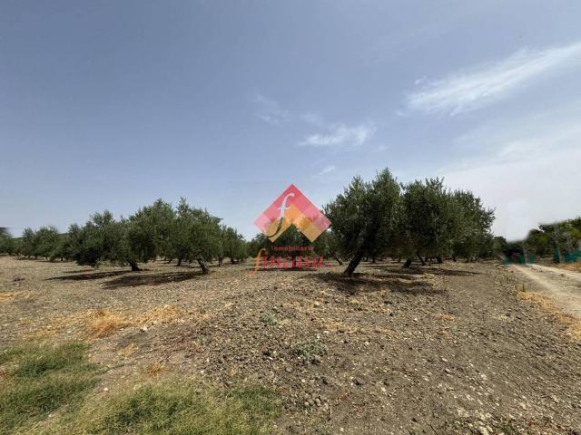 Terreno en Venta en Arriate
